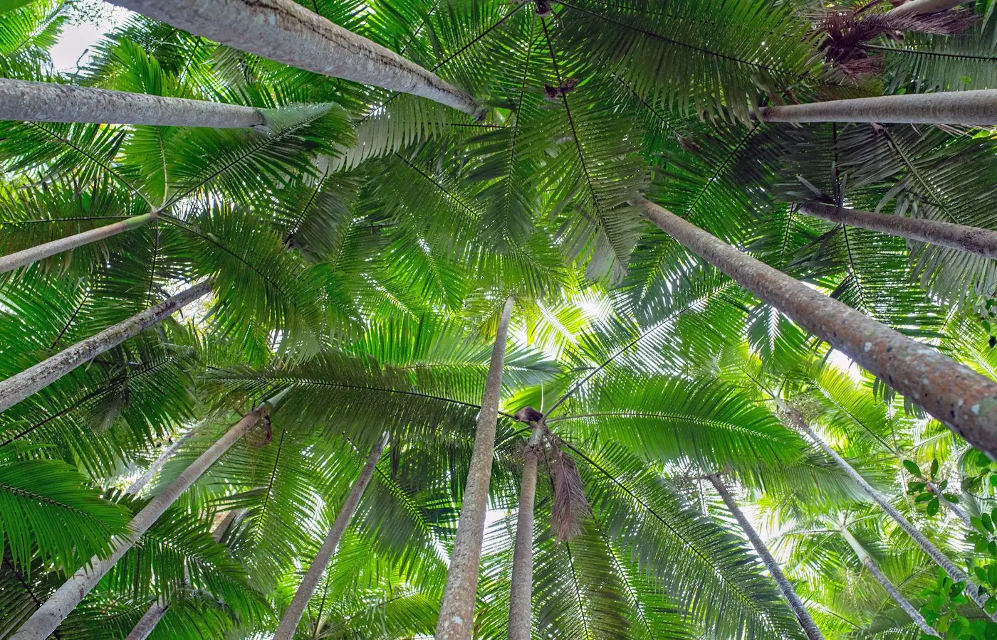 Looking straight up into the fronds of a tall palm tree.