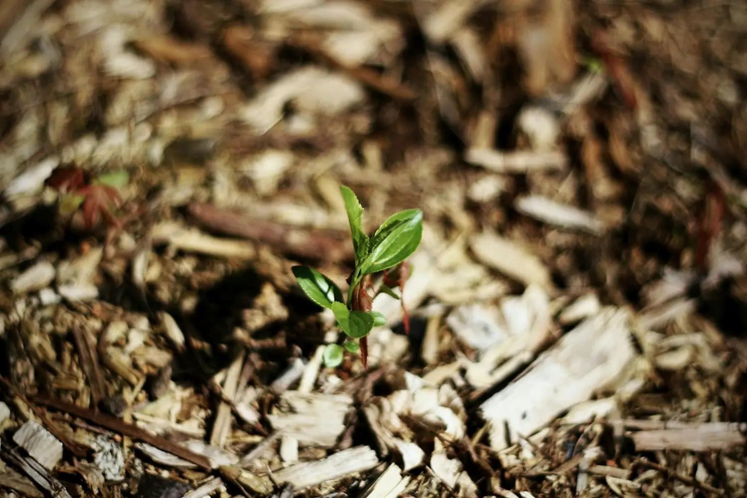 A small seedling growing up through wood chip mulch.