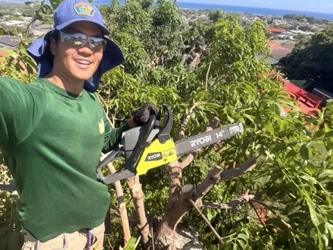 Bobo in a safety hat and glasses, holding a chainsaw up in a tree.
