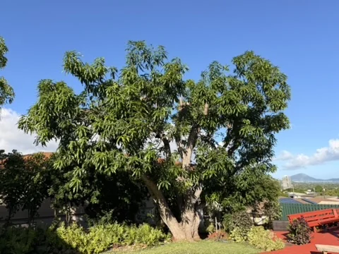 A large tree with a full green canopy under a blue sky.