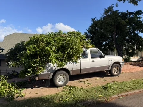 A silver Ford Ranger pickup piled high with freshly cut green branches.