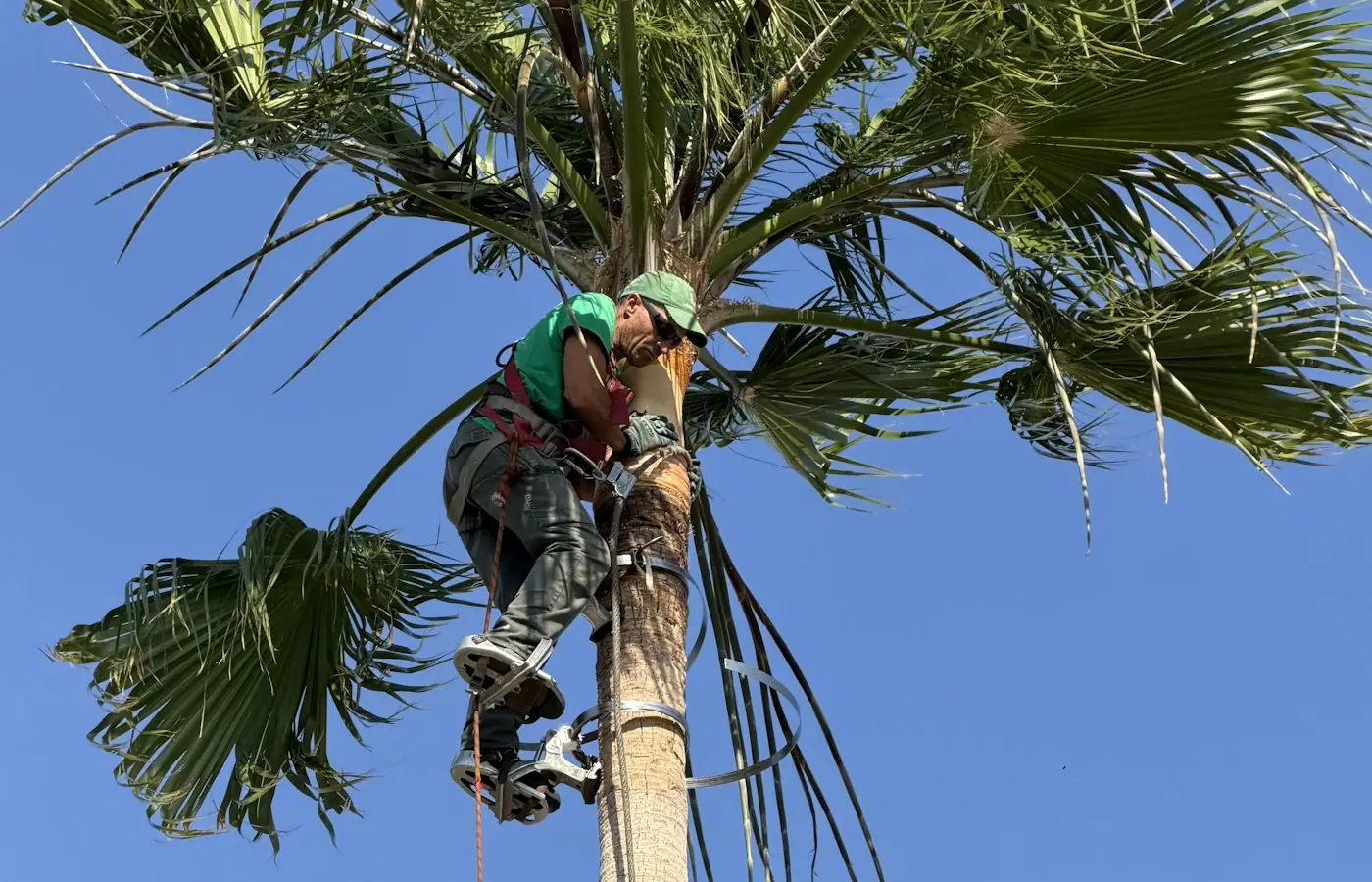 A worker trimming a tall palm tree with a chainsaw against a blue sky.