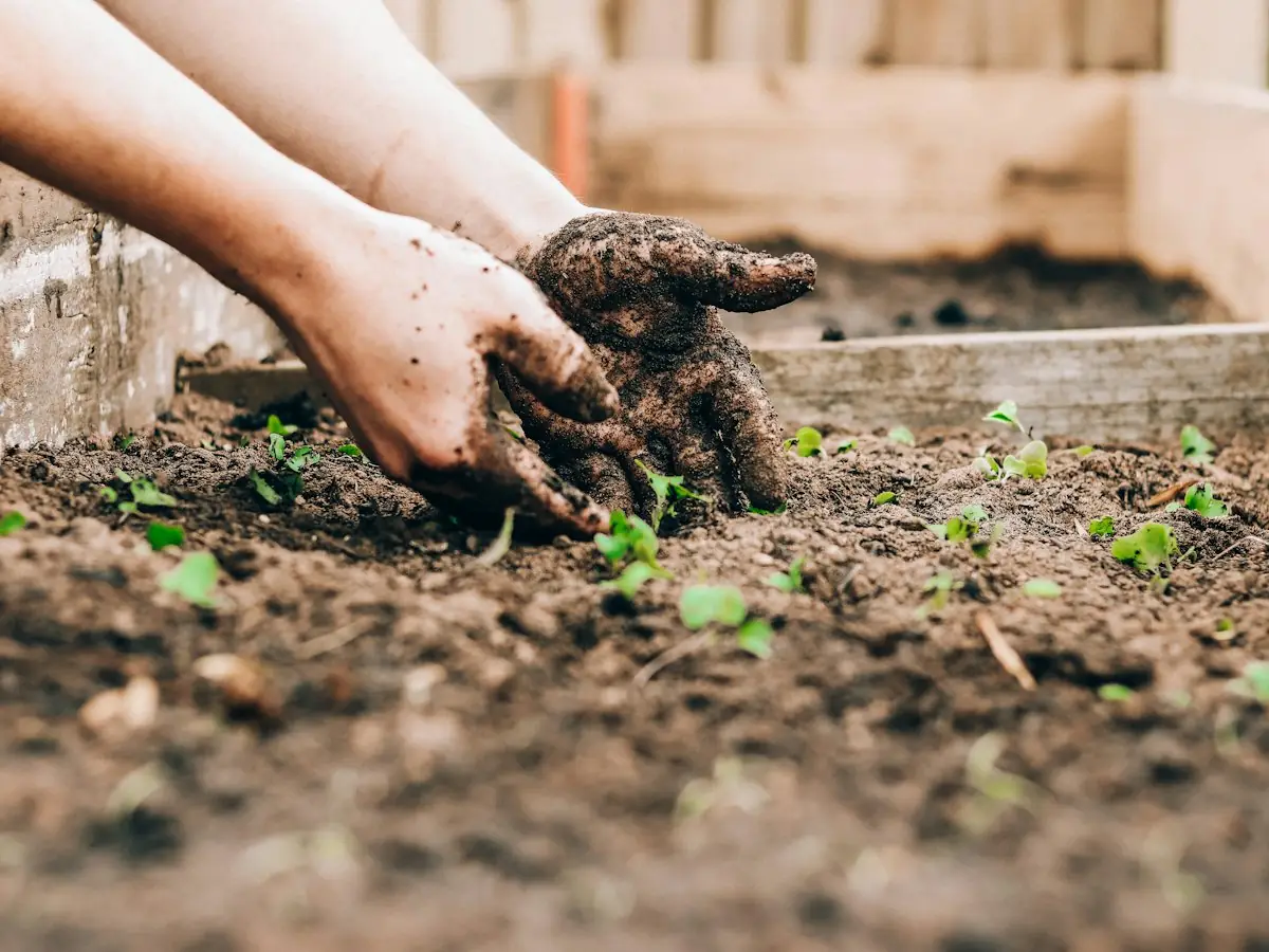 Hands planting seedlings in dark garden soil.