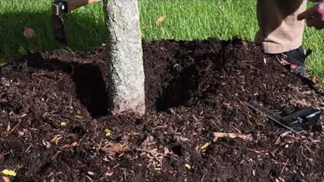 Video still: dark mulch spread around the base of a young tree trunk.