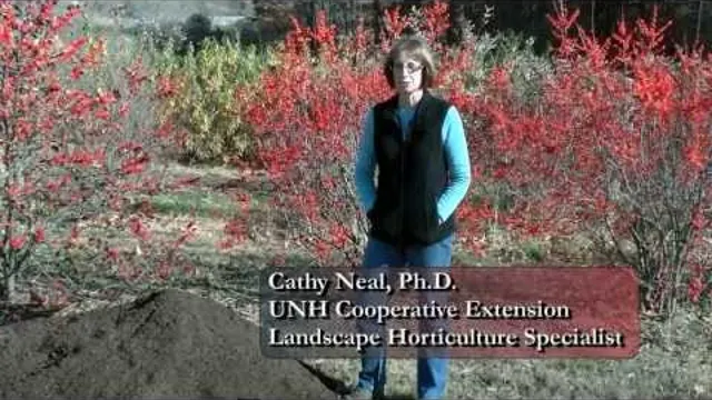 Video still: a UNH Extension horticulture specialist speaking in front of red-berried shrubs.